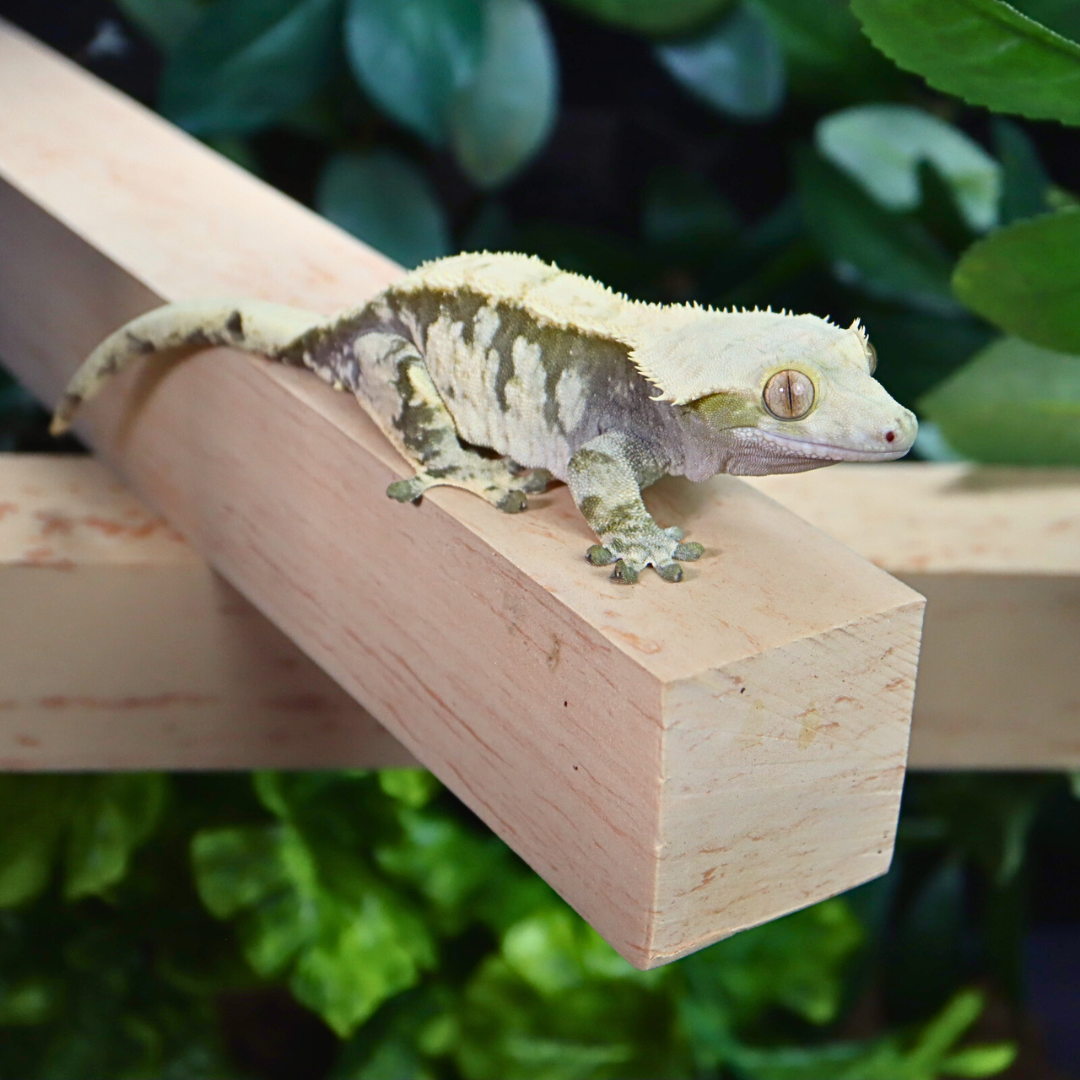 Reptile Flex Bridges