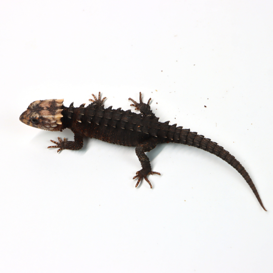 Red Eyed Crocodile Skink