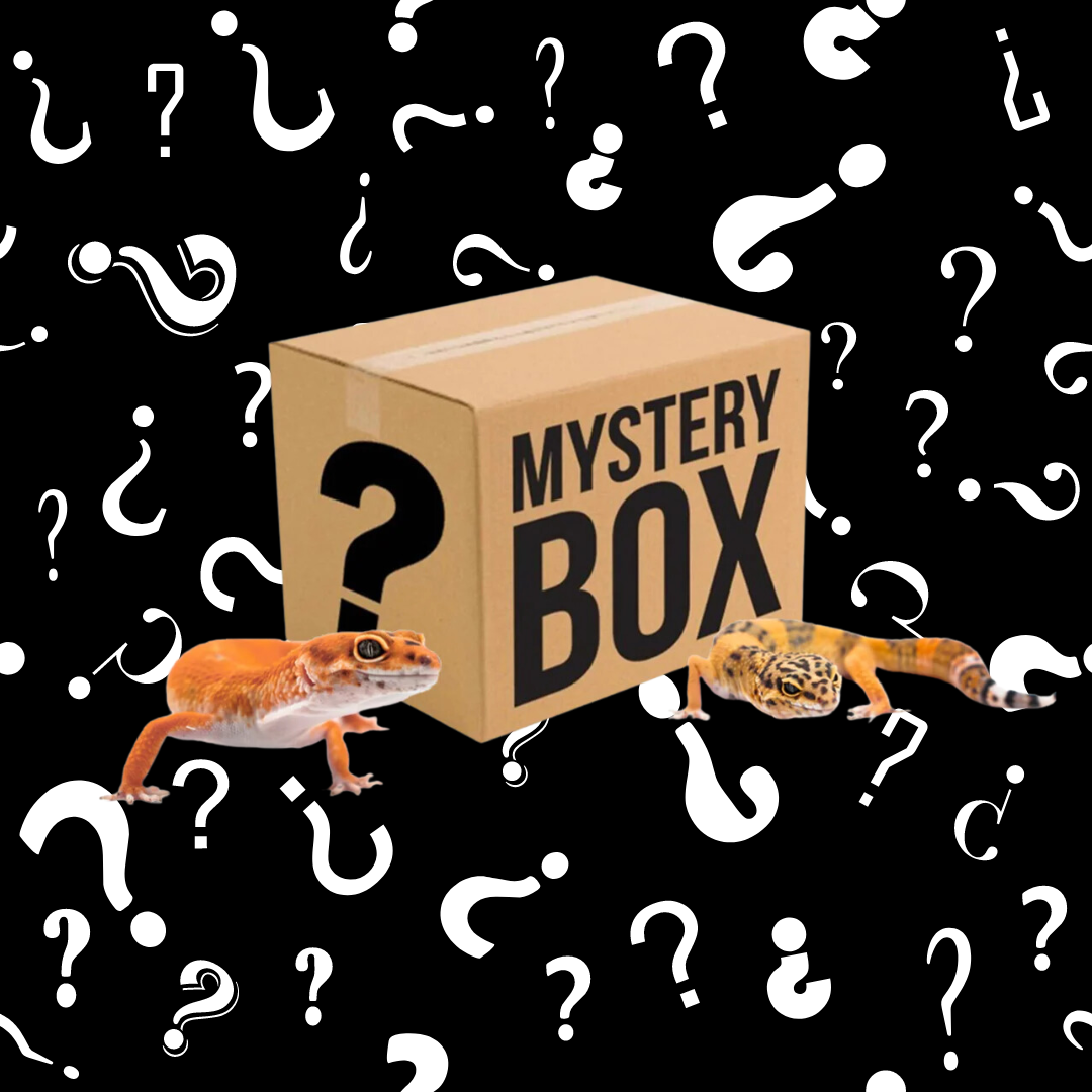 Affordable Mystery Leopard Gecko Box