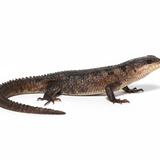 Sulawesi Spiny Water Skink