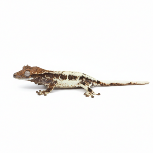 Baby Frappuccino Crested Gecko