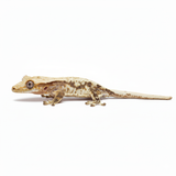 Baby Lilly White Crested Gecko
