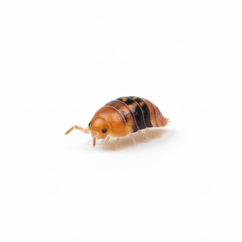 Amber Ducky Isopods - 5 counts