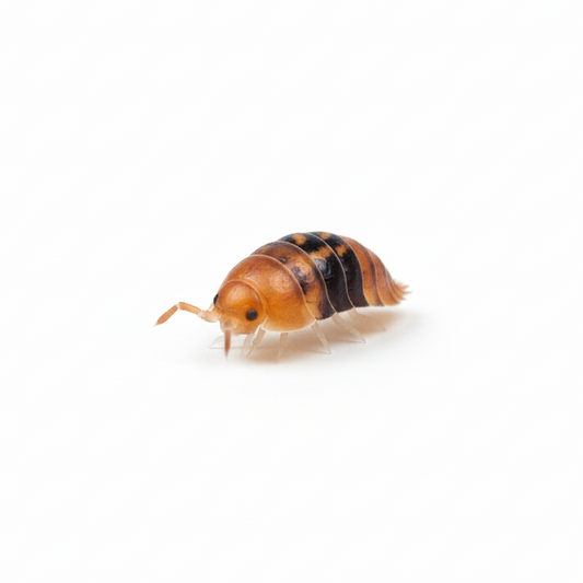 Amber Ducky Isopods - 5 counts