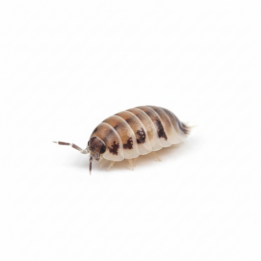 Dairy Cow Isopods | Free Shipping | 10 counts