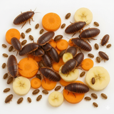 Dubia Roaches (Fed Organic Carrots & Banana)