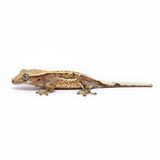 Baby Quad Stripe Crested Gecko