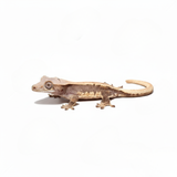Baby Pinstripe Lilly White Crested Gecko