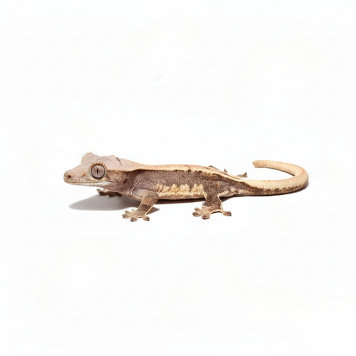 lily white crested gecko for sale Baby Pinstripe Lilly White Crested Gecko – Geckopia