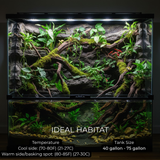 Sulawesi Spiny Water Skink