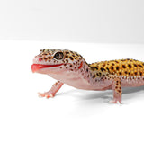 2505 - Mack Snow - Male