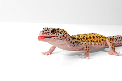 2505 - Mack Snow - Male