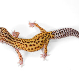 2505 - Mack Snow - Male