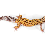 2505 - Mack Snow - Male