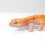 2505 - WY Tremper - Female