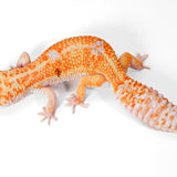 2505 - WY Tremper - Female