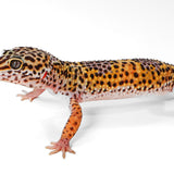 2502- Black Night Cross Tangerine - Female