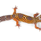 2502- Black Night Cross Tangerine - Female