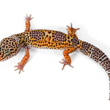 2502- Black Night Cross Tangerine - Female