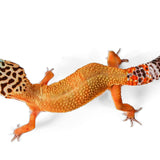 2501- Mack Snow - Female