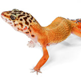 2501- Mack Snow - Female