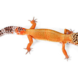 2501- Mack Snow - Female