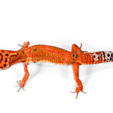 2503- Tangerine - Male