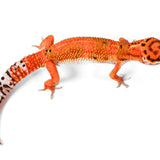 2503- Tangerine - Male