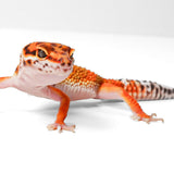 2503- Tangerine - Male