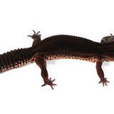 2506 - Black Night - Female