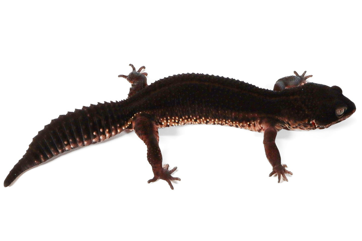 2506 - Black Night - Female
