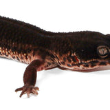 2506 - Black Night - Female