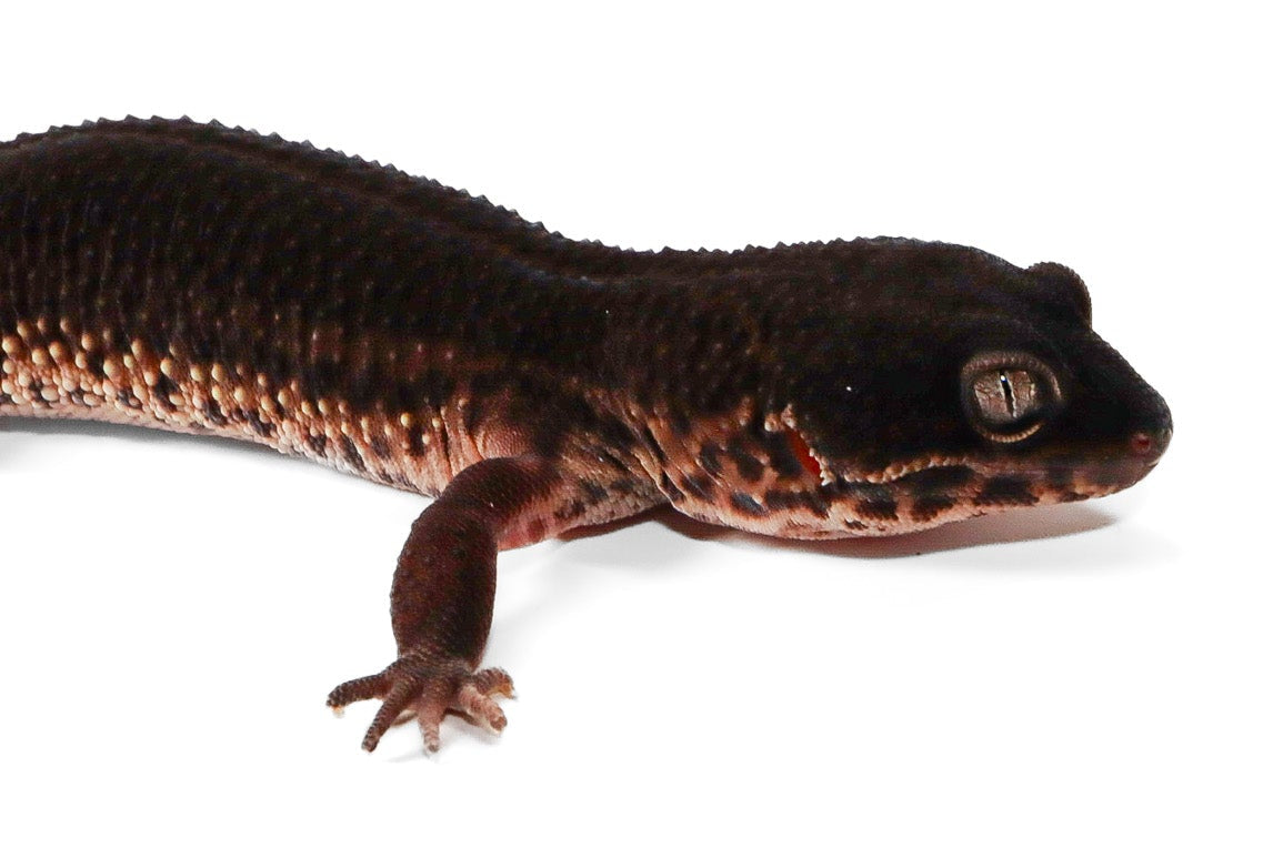 2506 - Black Night - Female