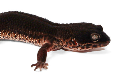 2506 - Black Night - Female