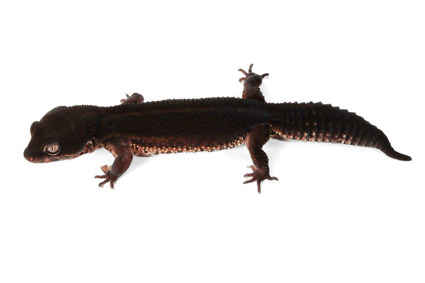 2506 - Black Night - Female