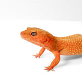 2504- Mandarin Tangerine - Female