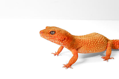 2504- Mandarin Tangerine - Female