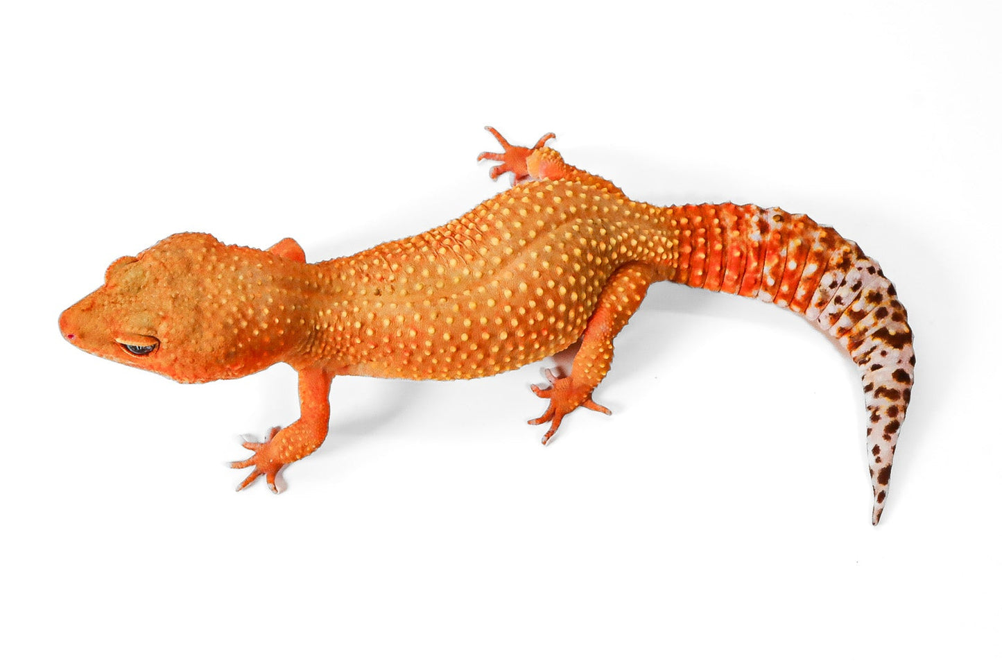 2504- Mandarin Tangerine - Female