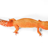 2504- Mandarin Tangerine - Female