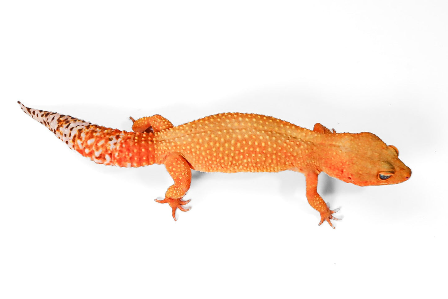 2504- Mandarin Tangerine - Female