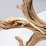 LW3 | Lily White Crested Gecko