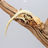 LW3 | Lily White Crested Gecko
