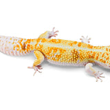 Drizzle - White & Yellow - Male