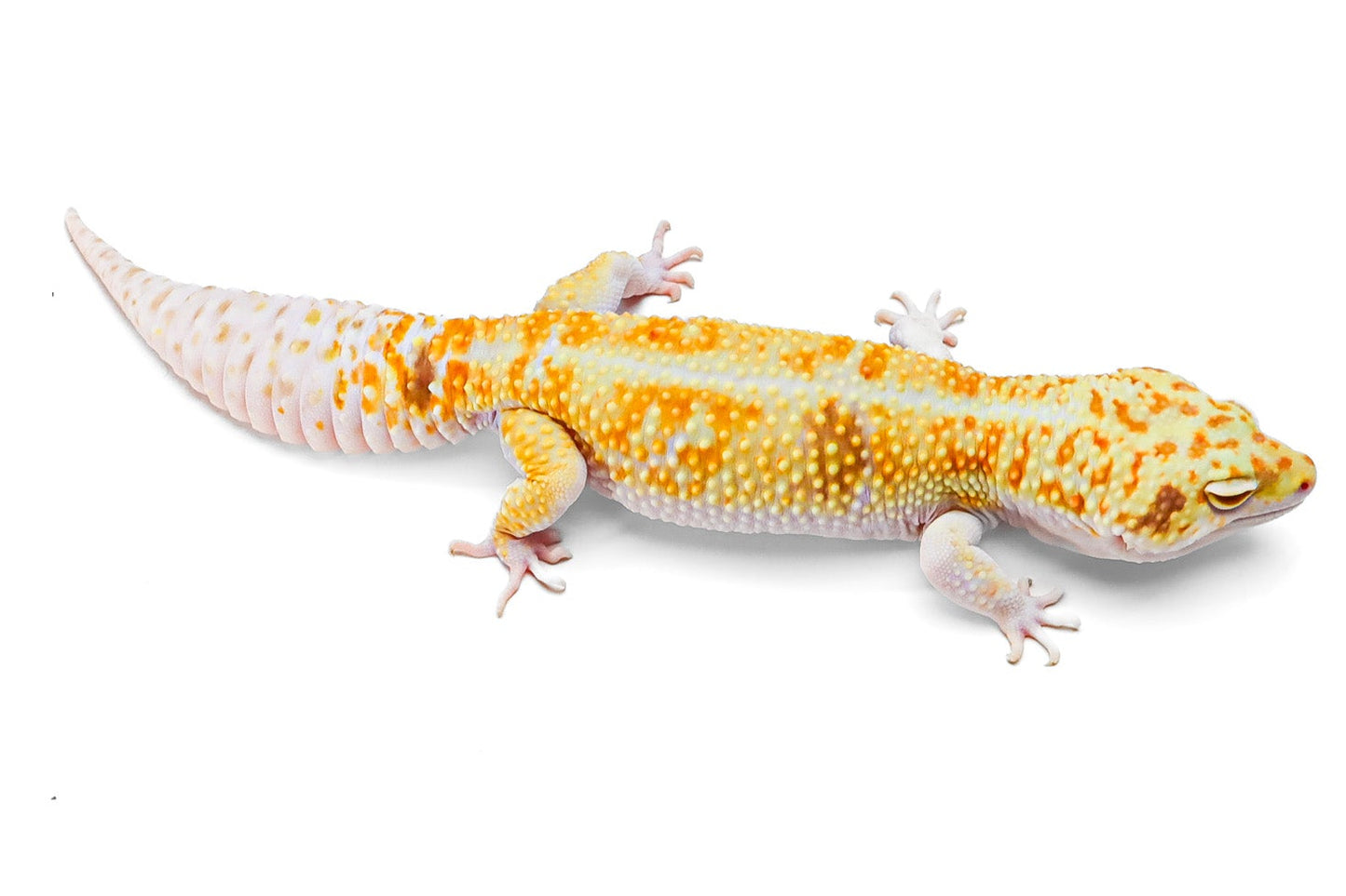 Drizzle - White & Yellow - Male