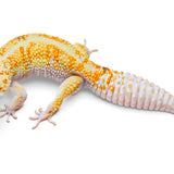 Drizzle - White & Yellow - Male