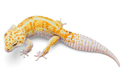 Drizzle - White & Yellow - Male