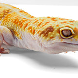 Drizzle - White & Yellow - Male