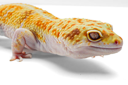 Drizzle - White & Yellow - Male