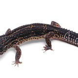 2329 - Black Night, Mack Snow | Male