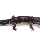 2329 - Black Night, Mack Snow | Male